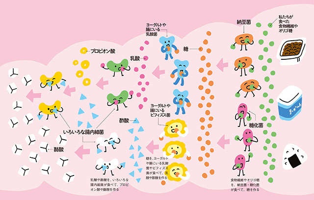 脳での不安が減る、太りにくくなる...最新研究でわかった「腸活」7つの効果【薬学博士・國澤先生が解説】（3）