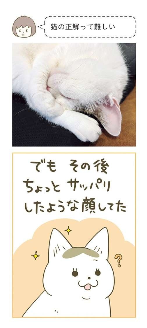 えっ、なでなでは欲してない？ 「猫の正解」が難しすぎる... ／うちの猫がまた変なことしてる。7（4）