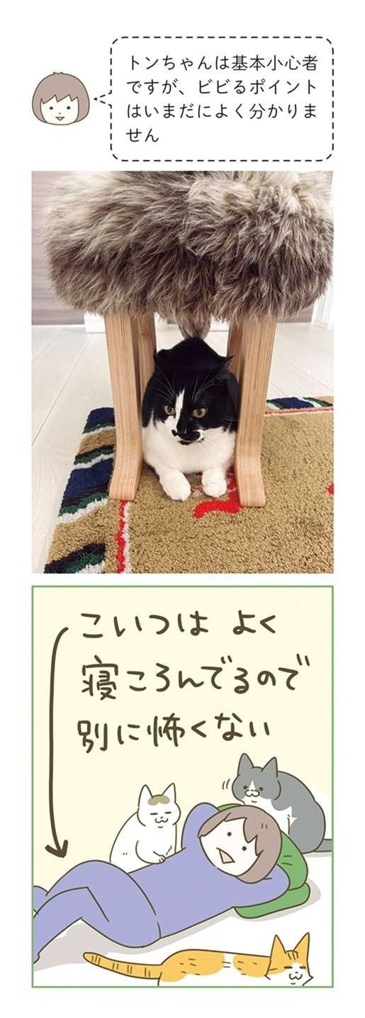 「怖がりな猫」が愛しい...。飼い主が「絶対に！守る！」と思った瞬間／うちの猫がまた変なことしてる。7（4）