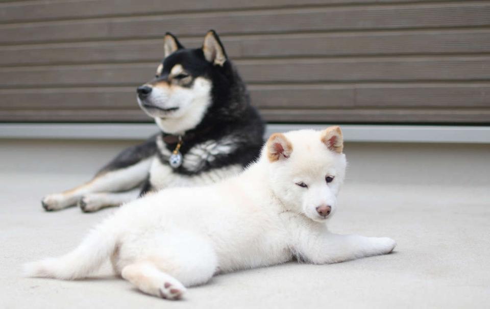 20匹以上の犬を放し飼いにしていた「犬おばさん」。その驚きの「正体」（1）