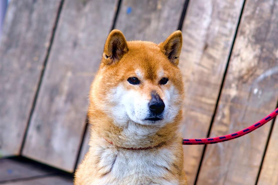 「犬おばさん」を有罪にした「狂犬病予防法違反」の罪。油断ならない接種率（2）