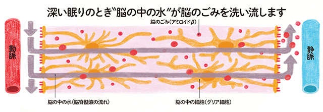 アルツハイマー型認知症の予防に！脳の掃除につながる「睡眠」【脳神経外科医の奥村歩先生が解説】（4）