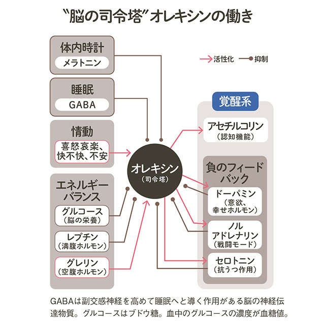 アルツハイマー型認知症の予防に！脳の掃除につながる「睡眠」【脳神経外科医の奥村歩先生が解説】（6）