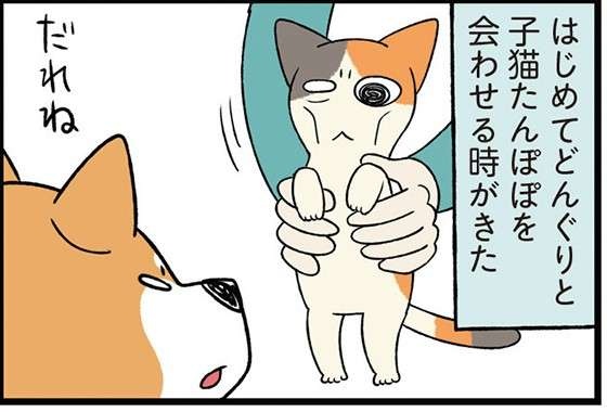 保護された子猫と先住犬。ドキドキの初対面は...幸せな結果に／うちう猫と柴犬（1）
