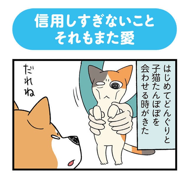 保護された子猫と先住犬。ドキドキの初対面は...幸せな結果に／うちう猫と柴犬（2）