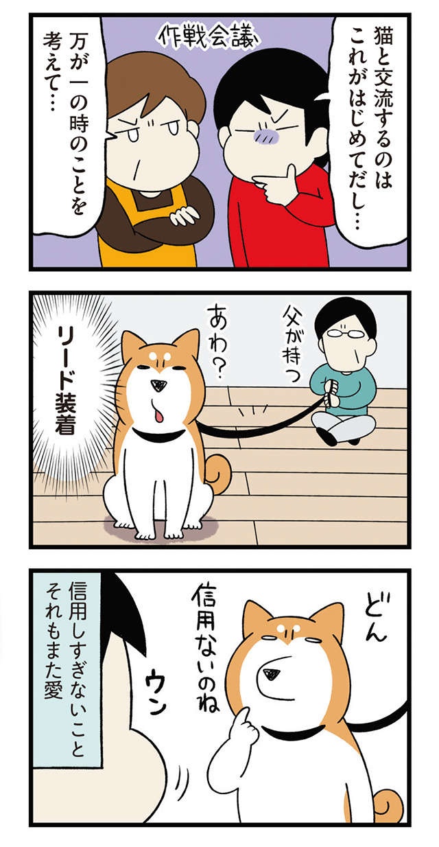 保護された子猫と先住犬。ドキドキの初対面は...幸せな結果に／うちう猫と柴犬（3）