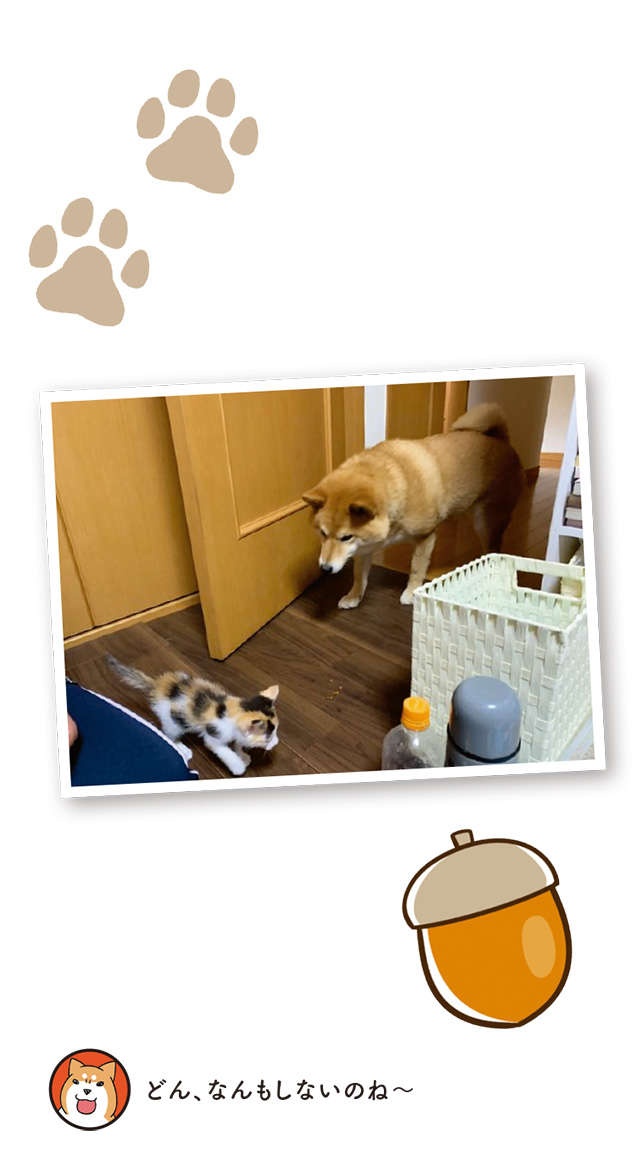 保護された子猫と先住犬。ドキドキの初対面は...幸せな結果に／うちう猫と柴犬（4）