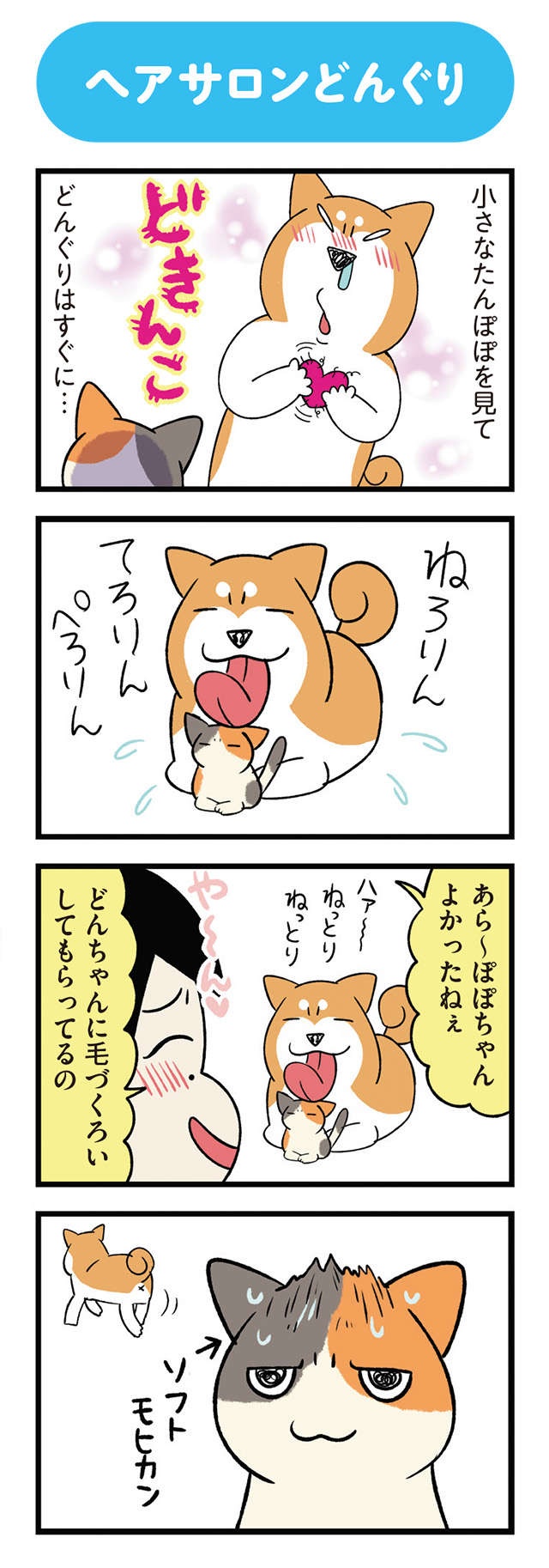 保護された子猫と先住犬。ドキドキの初対面は...幸せな結果に／うちう猫と柴犬（5）
