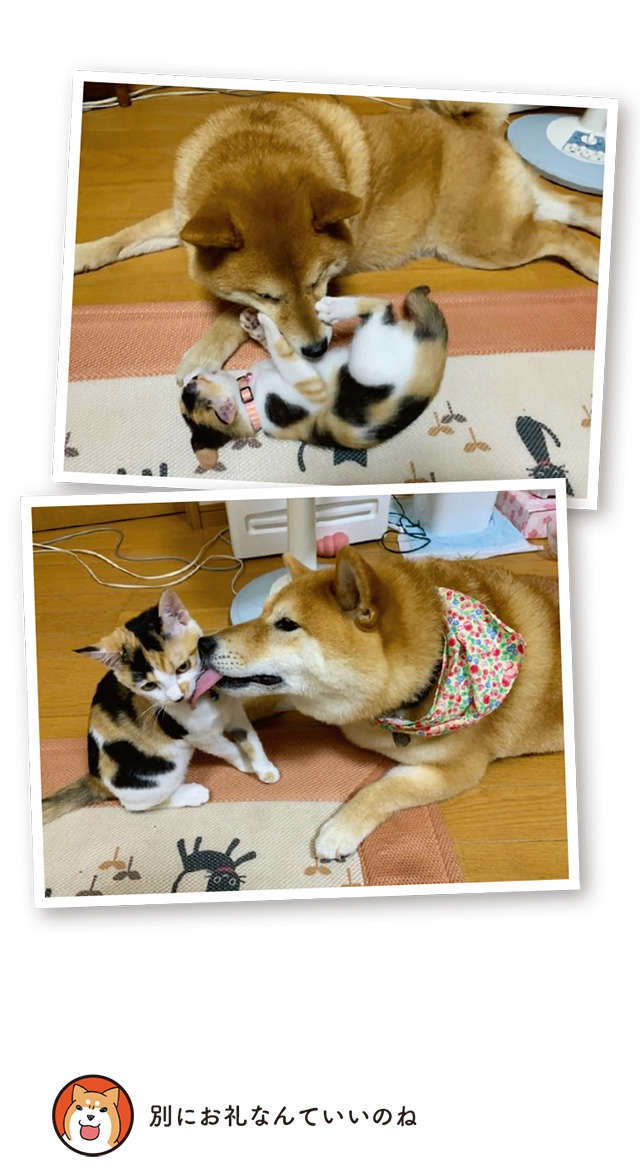 保護された子猫と先住犬。ドキドキの初対面は...幸せな結果に／うちう猫と柴犬（6）