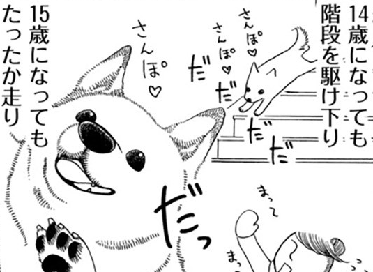 「起きてよおおお」愛犬が病気で2週間の昏睡...。その後の新しい生活は／96歳の柴犬ハチさん（1）