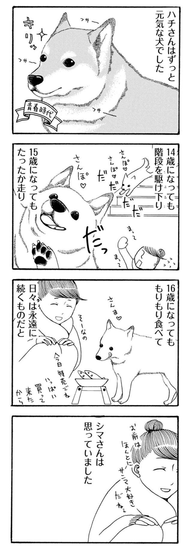 「起きてよおおお」愛犬が病気で2週間の昏睡...。その後の新しい生活は／96歳の柴犬ハチさん（3）