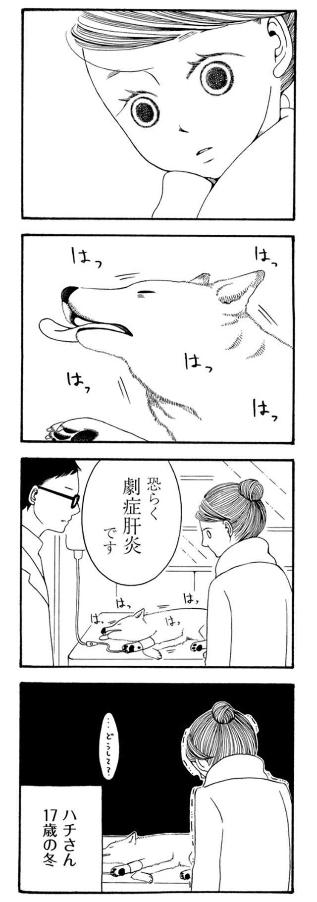 「起きてよおおお」愛犬が病気で2週間の昏睡...。その後の新しい生活は／96歳の柴犬ハチさん（4）