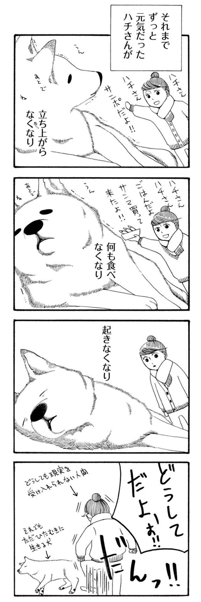 「起きてよおおお」愛犬が病気で2週間の昏睡...。その後の新しい生活は／96歳の柴犬ハチさん（5）