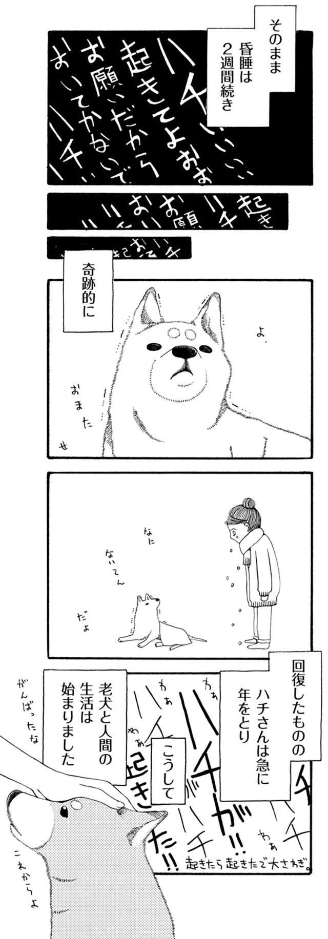 「起きてよおおお」愛犬が病気で2週間の昏睡...。その後の新しい生活は／96歳の柴犬ハチさん（6）