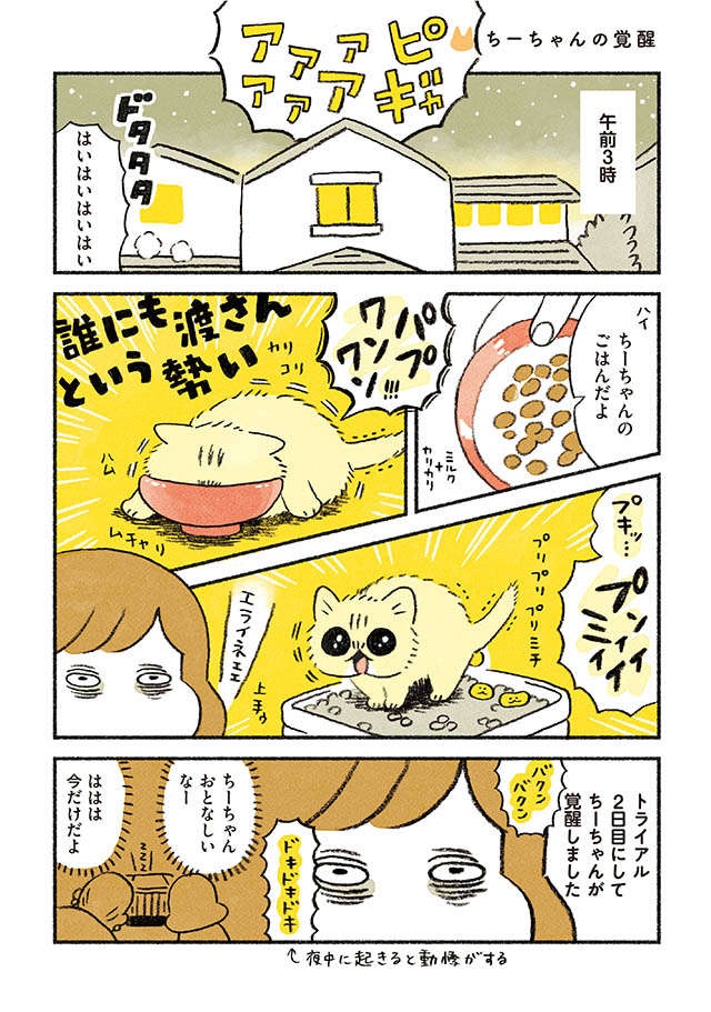 ピキャアア...お迎えした子猫が「覚醒」。大暴れする姿を見て先住猫は／茶トラのやっちゃんとちーちゃん（2）