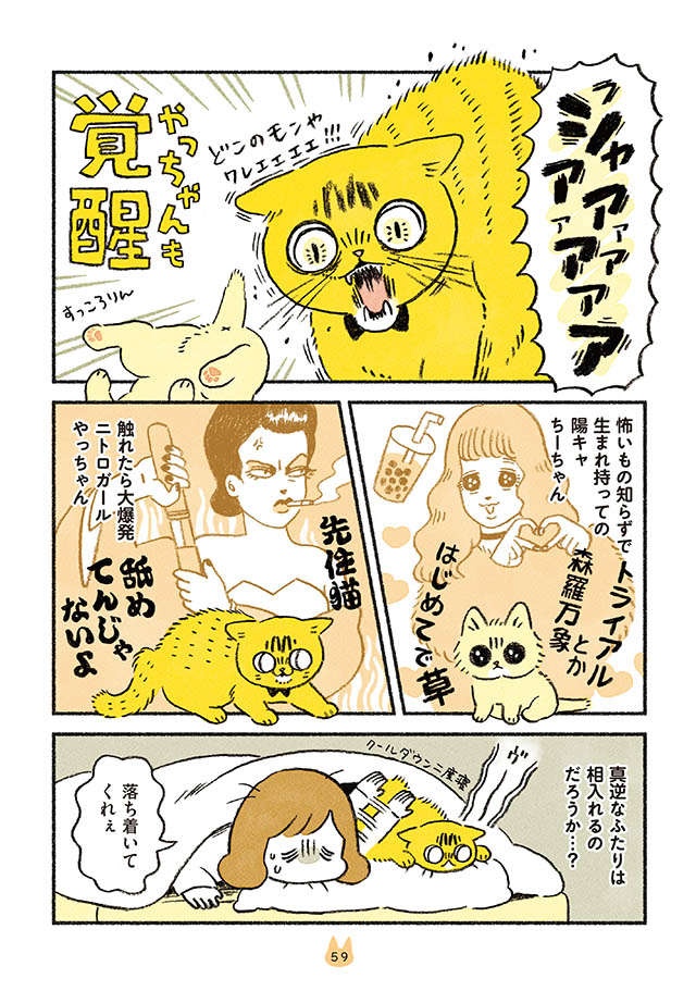 ピキャアア...お迎えした子猫が「覚醒」。大暴れする姿を見て先住猫は／茶トラのやっちゃんとちーちゃん（4）