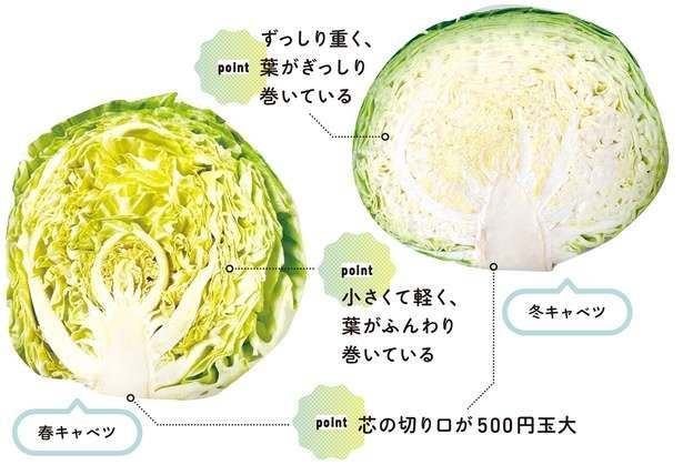 【農家直伝】キャベツをもっとおいしく！一年を通して味わうための選び方と保存法（3）