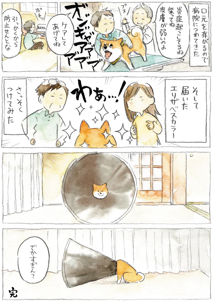 『柴犬ぽんちゃん、今日もわが道をゆく』（4）