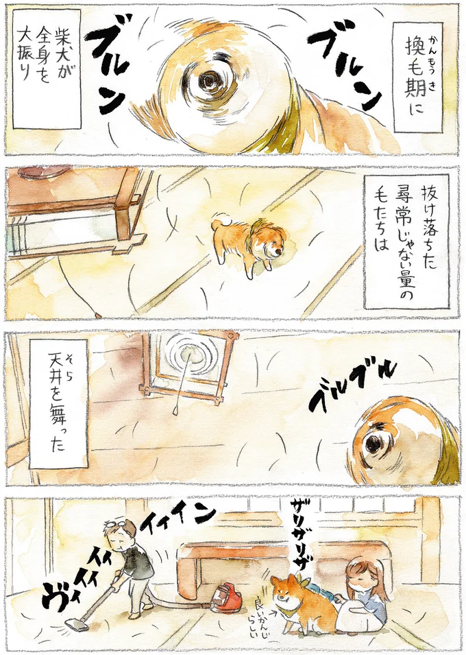 『柴犬ぽんちゃん、今日もわが道をゆく』（5）