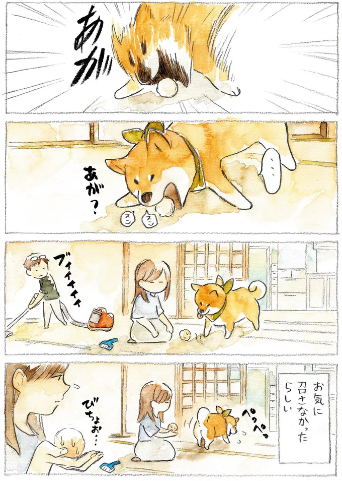 『柴犬ぽんちゃん、今日もわが道をゆく』（7）