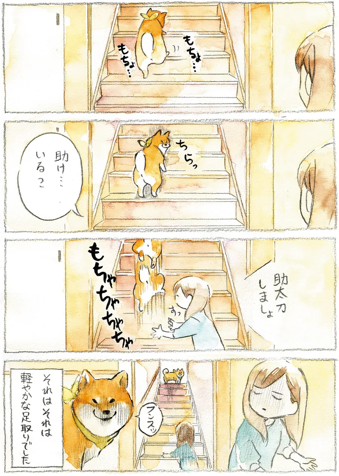 『柴犬ぽんちゃん、今日もわが道をゆく』（8）