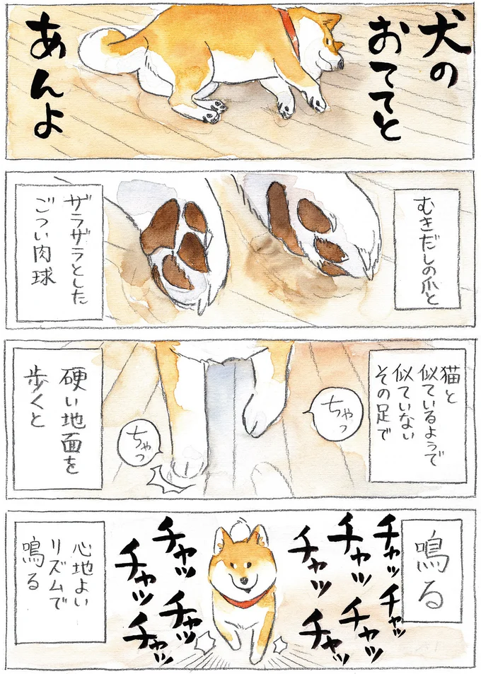 『柴犬ぽんちゃん、今日もわが道をゆく』（12）
