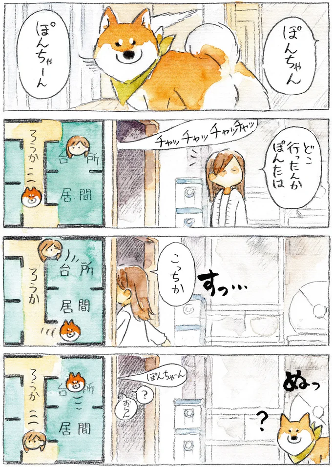 『柴犬ぽんちゃん、今日もわが道をゆく』（13）