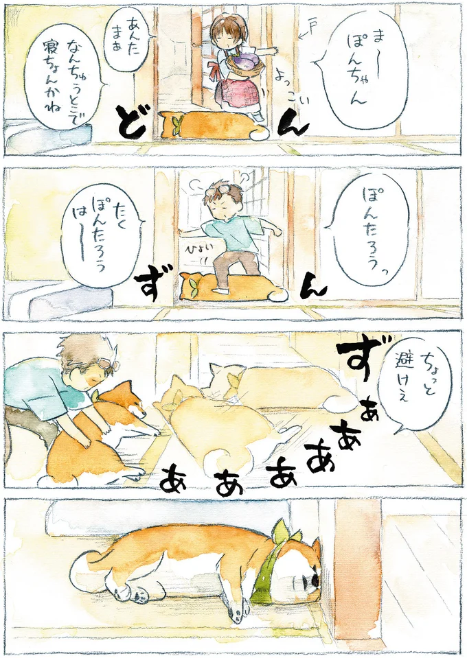 『柴犬ぽんちゃん、今日もわが道をゆく』（18）