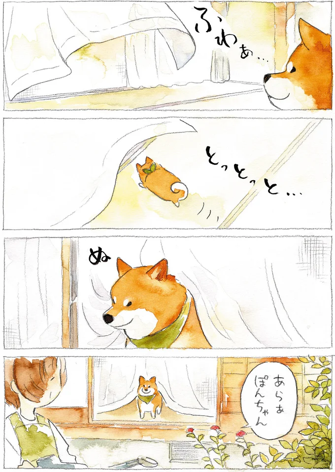 『柴犬ぽんちゃん、今日もわが道をゆく』（19）