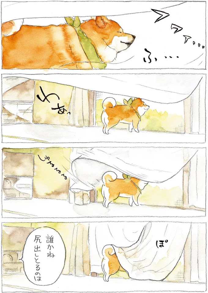 『柴犬ぽんちゃん、今日もわが道をゆく』（21）