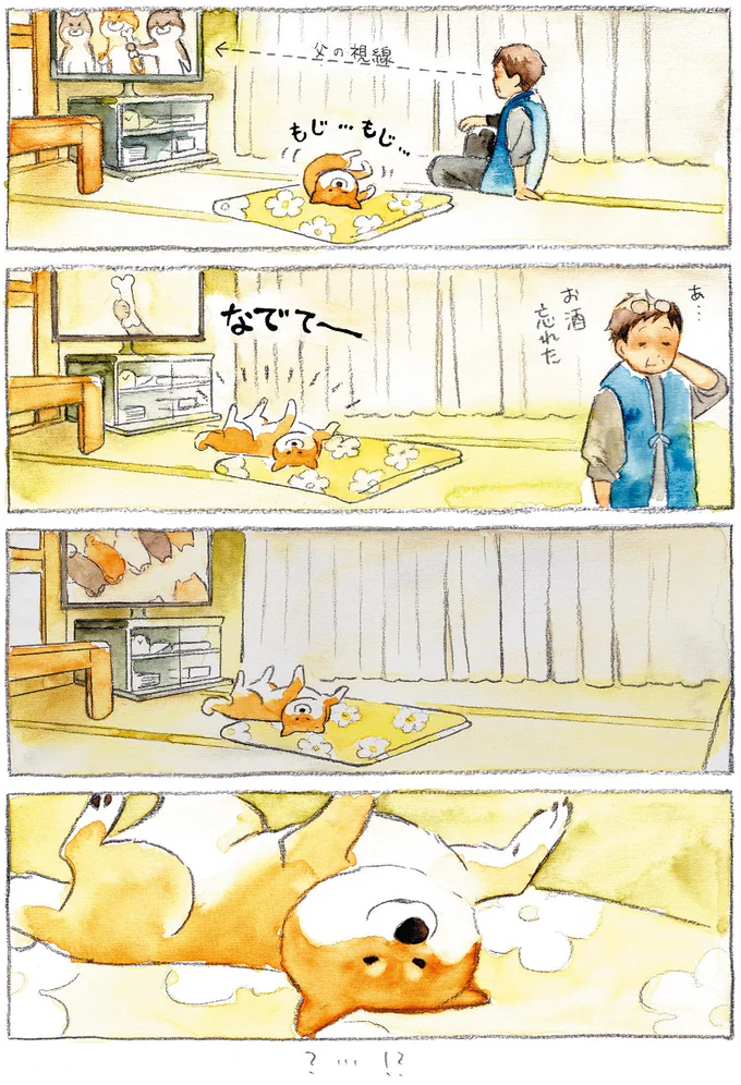 『柴犬ぽんちゃん、今日もわが道をゆく』（24）