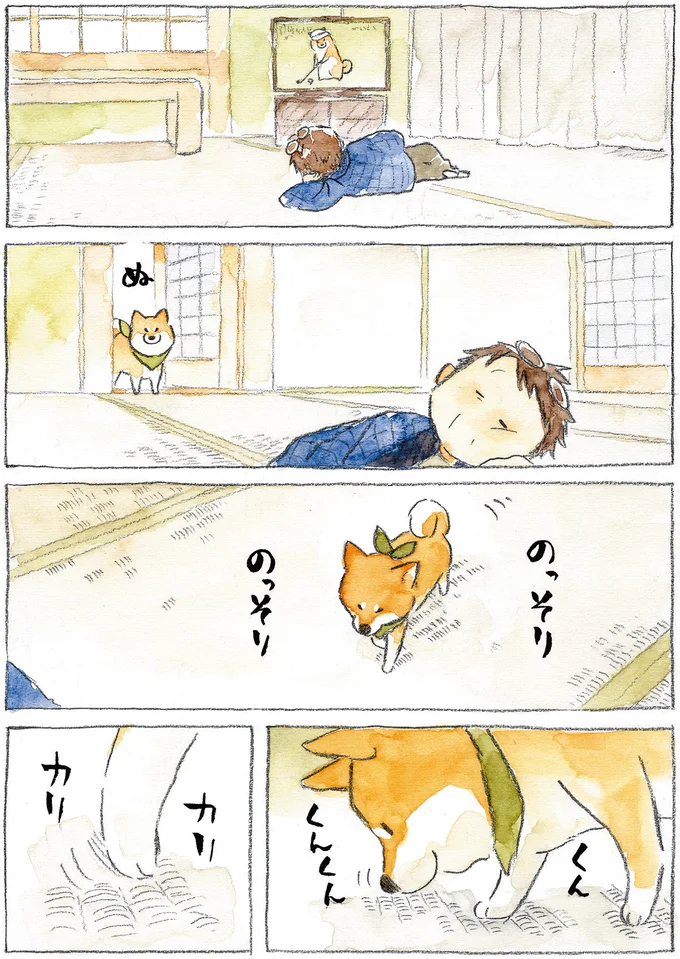 『柴犬ぽんちゃん、今日もわが道をゆく』（26）