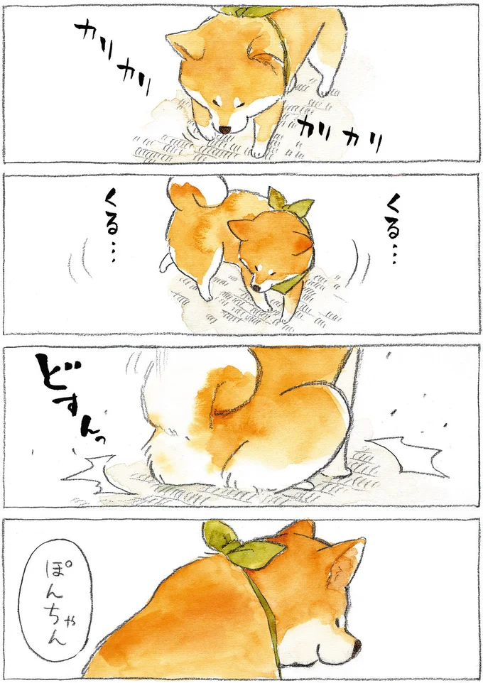『柴犬ぽんちゃん、今日もわが道をゆく』（27）