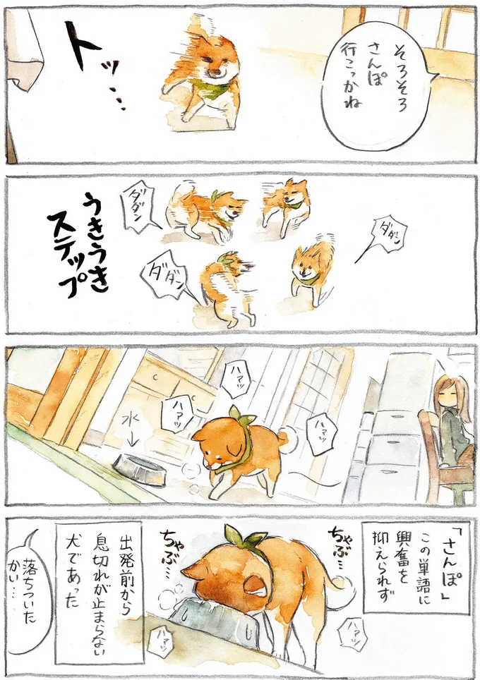 『柴犬ぽんちゃん、今日もわが道をゆく』（29）