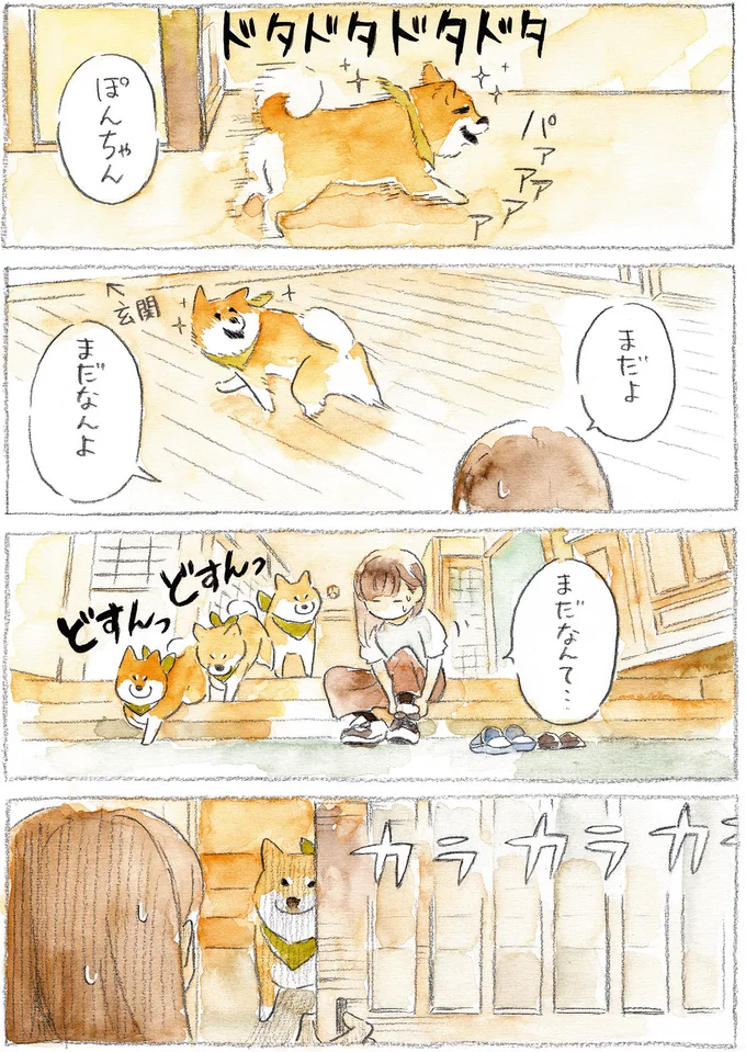 『柴犬ぽんちゃん、今日もわが道をゆく』（31）