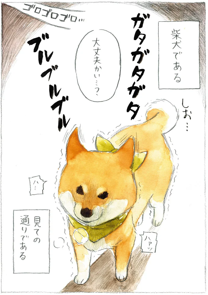 『柴犬ぽんちゃん、今日もわが道をゆく』（34）