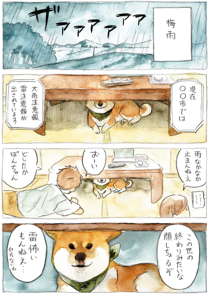 『柴犬ぽんちゃん、今日もわが道をゆく』（35）