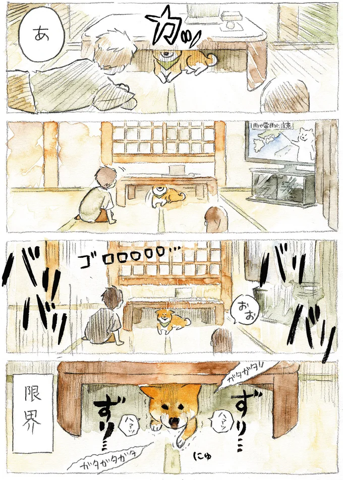 『柴犬ぽんちゃん、今日もわが道をゆく』（36）