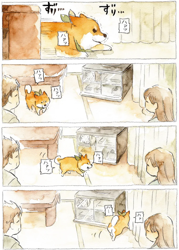 『柴犬ぽんちゃん、今日もわが道をゆく』（37）