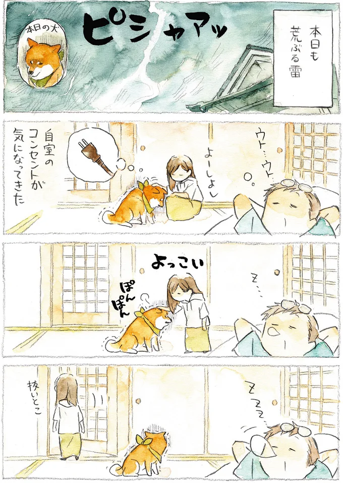 『柴犬ぽんちゃん、今日もわが道をゆく』（39）