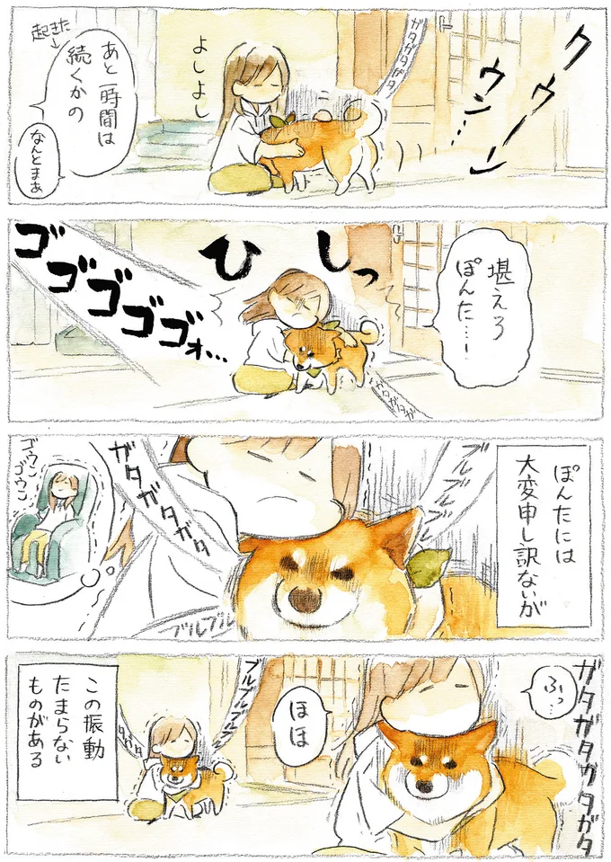 『柴犬ぽんちゃん、今日もわが道をゆく』（41）