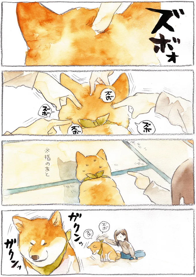 『柴犬ぽんちゃん、今日もわが道をゆく』（42）
