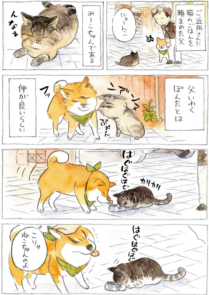 『柴犬ぽんちゃん、今日もわが道をゆく』（43）