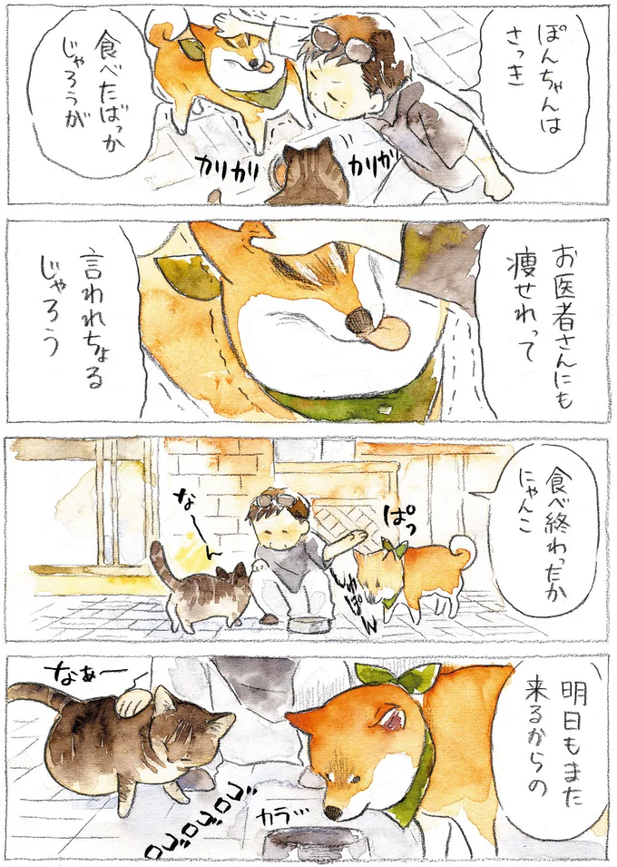 『柴犬ぽんちゃん、今日もわが道をゆく』（44）
