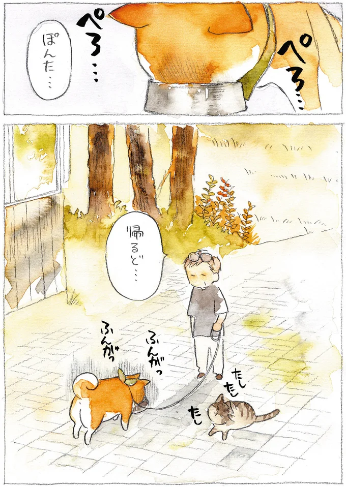 『柴犬ぽんちゃん、今日もわが道をゆく』（45）