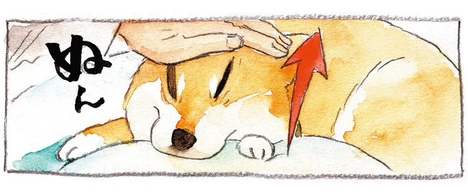 怖い顔も愛おしい...柴犬の顔で遊ぶ「いないいないばぁ」／柴犬ぽんちゃん、今日もわが道をゆく（1）