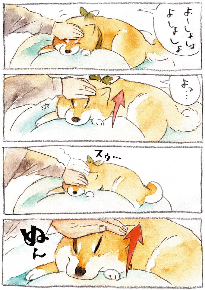 怖い顔も愛おしい...柴犬の顔で遊ぶ「いないいないばぁ」／柴犬ぽんちゃん、今日もわが道をゆく（2）