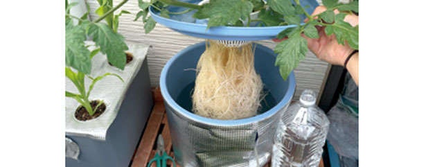 食費節約にも効果的！ 野菜を自宅で作るなら「水耕栽培」がおすすめの理由（3）