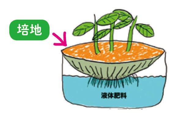 食費節約にも効果的！ 野菜を自宅で作るなら「水耕栽培」がおすすめの理由（4）