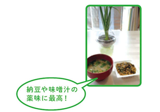 「小ネギ」は自宅で作る時代。「水耕栽培」なら育てやすいので初心者にもおすすめ！（4）